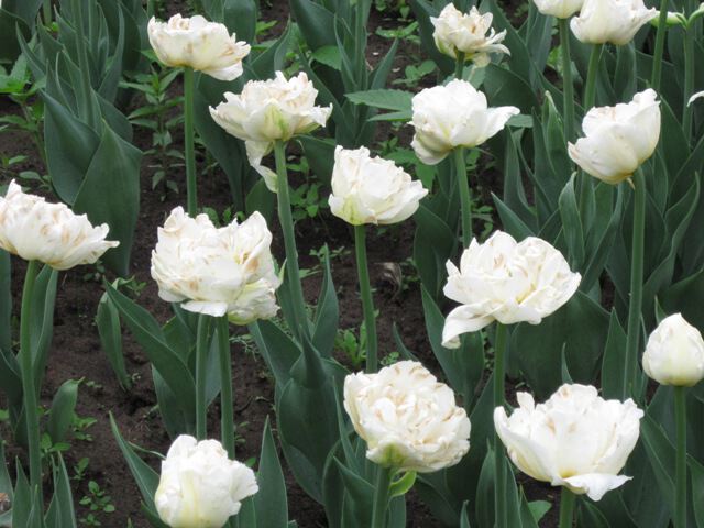 Тюльпаны белые пионовидные