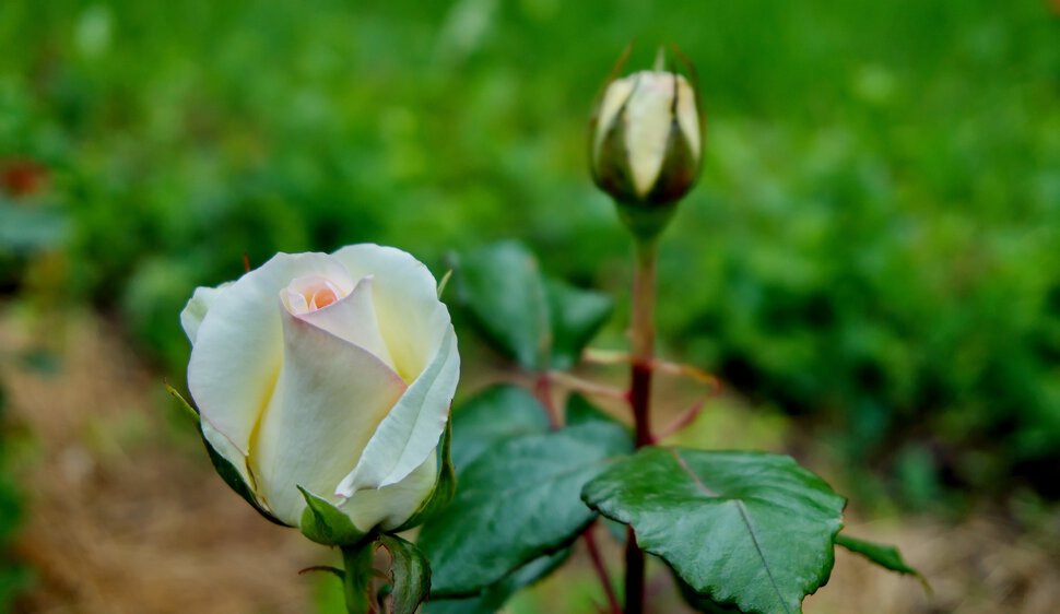 Розы с клумб в Ореховой роще