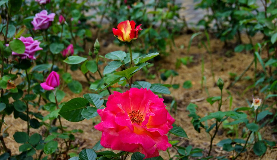 Розы с клумб в Ореховой роще