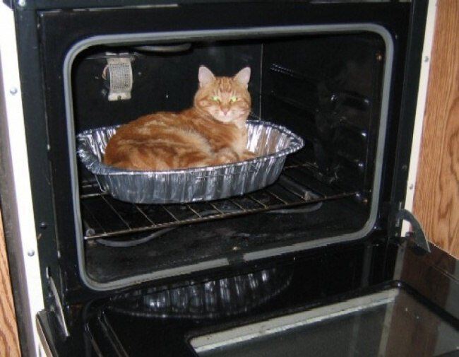 Рецепты кошек