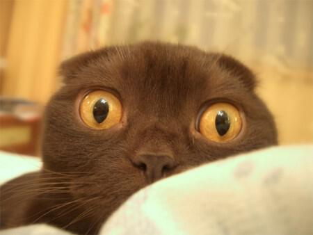 Глаза котенка