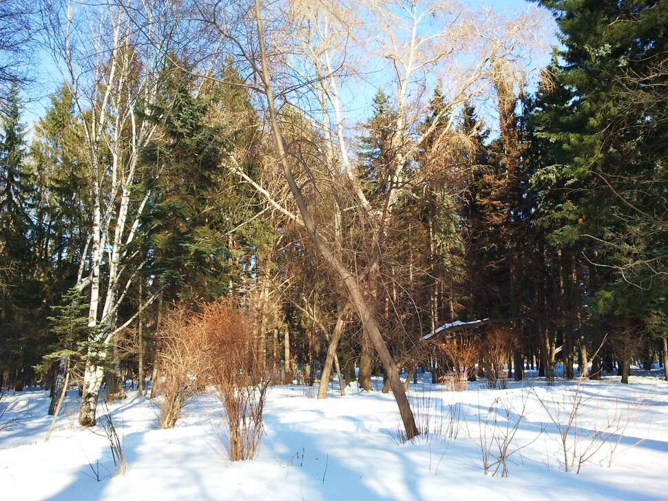 Зима и лес