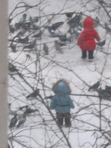 Дети, голуби, зима