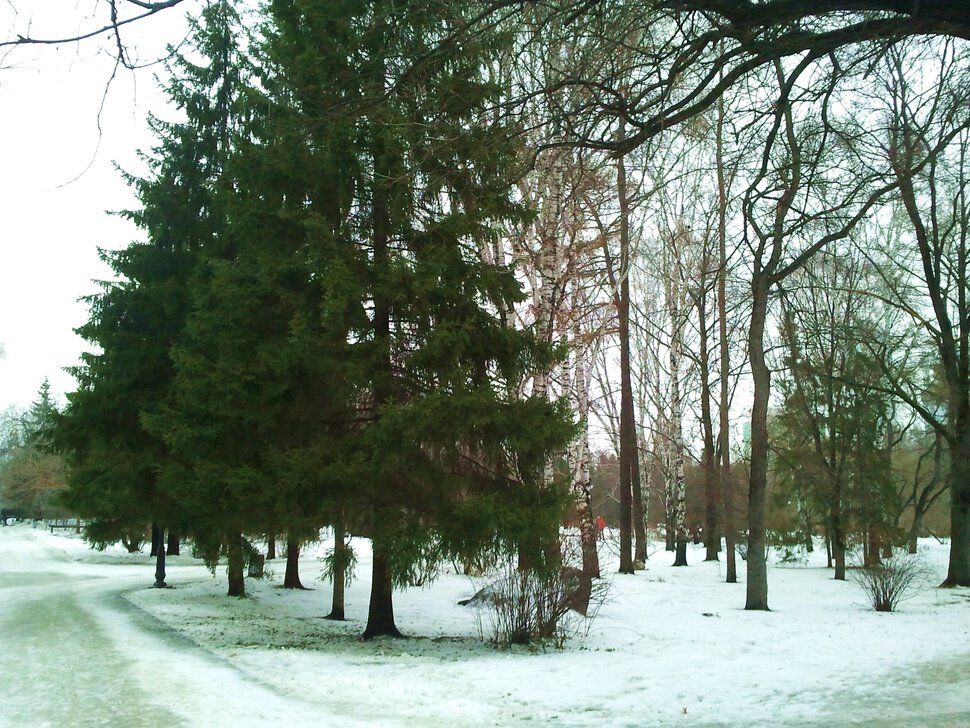 Парк уже зимний