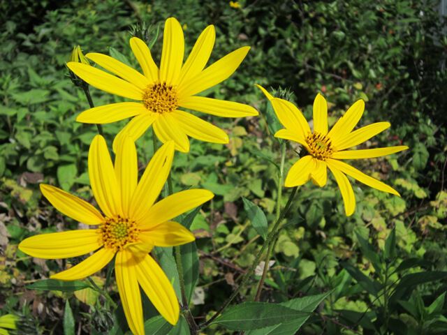 Желтые цветы - талисман разлуки