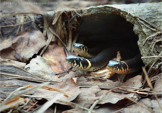Фото змей