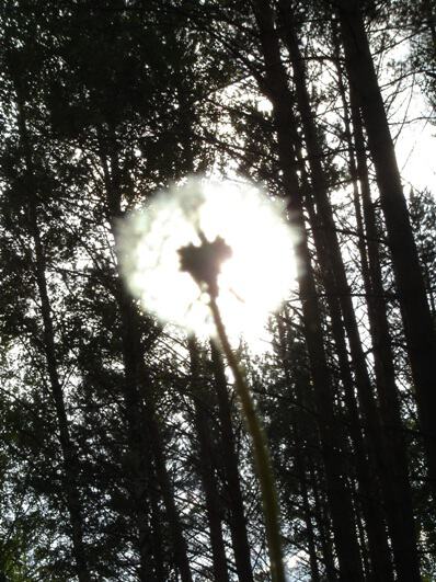 Лесной фонарик