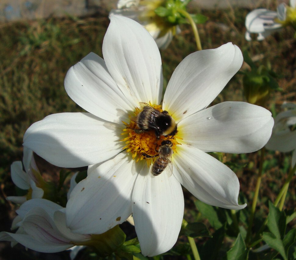 шершень и пчела - мирные соседи