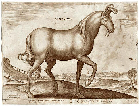 Армений- Армянская лошадь
