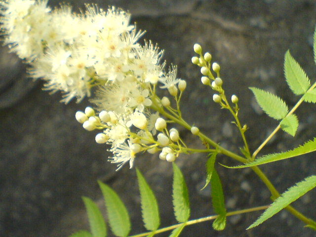 Горный цветок