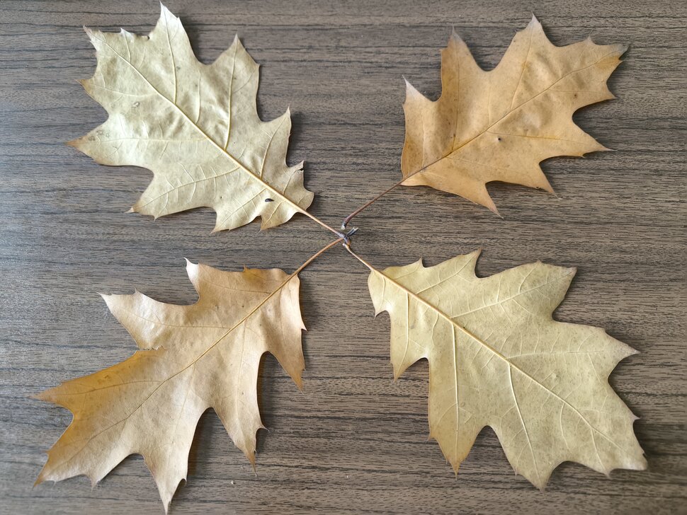 Четыре листочка остролистного дубочка Четыре листочка остролистного дубочка