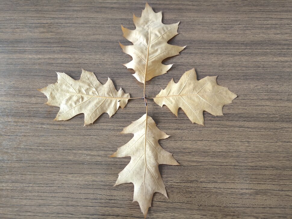 Четыре листочка остролистного дубочка Четыре листочка остролистного дубочка