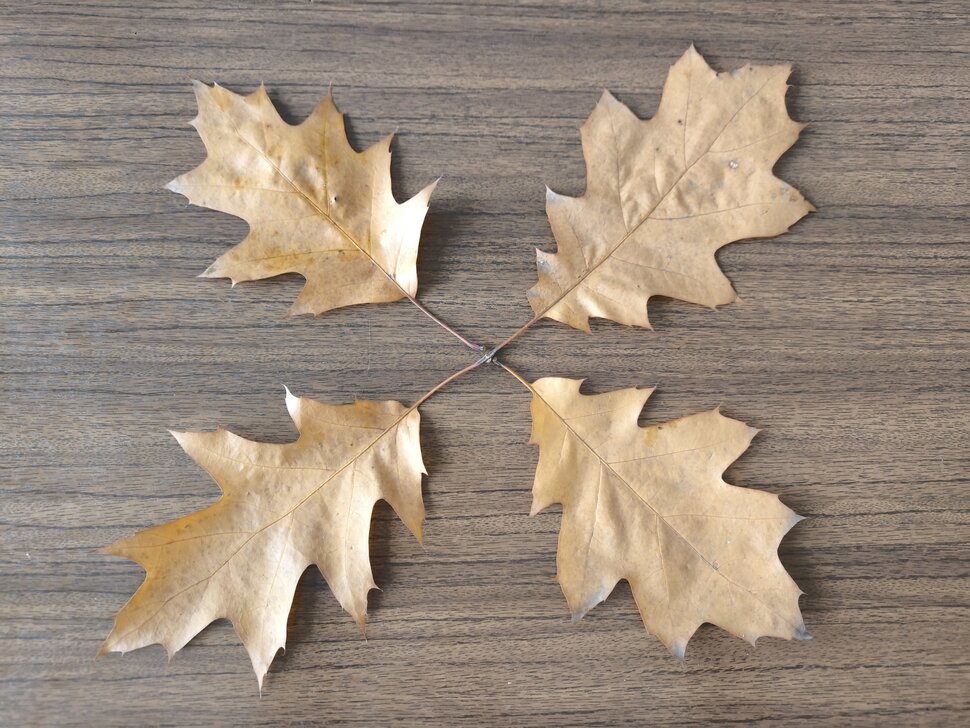 Четыре листочка остролистного дубочка Четыре листочка остролистного дубочка