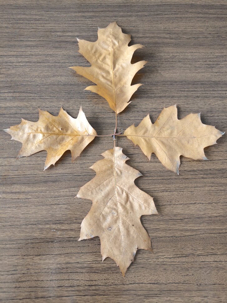 Четыре листочка остролистного дубочка Четыре листочка остролистного дубочка