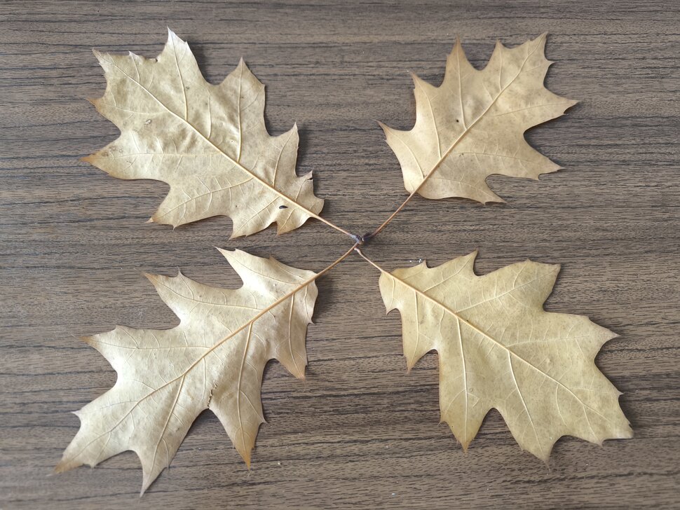 Четыре листочка остролистного дубочка Четыре листочка остролистного дубочка