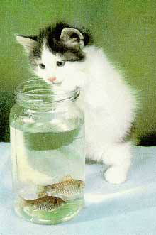 Рыба кот
