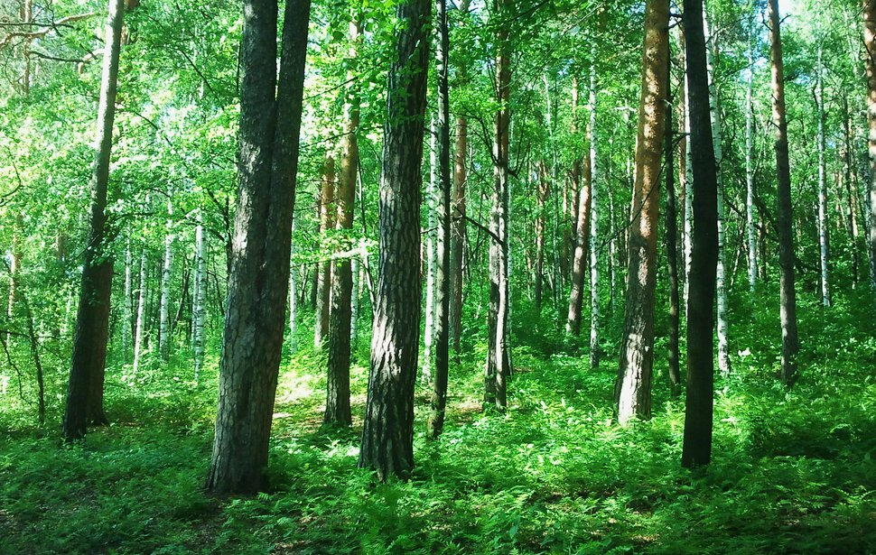 В майском лесу