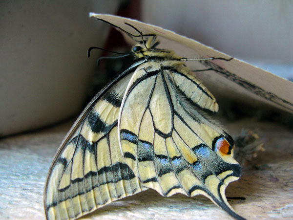 бабочка махаон