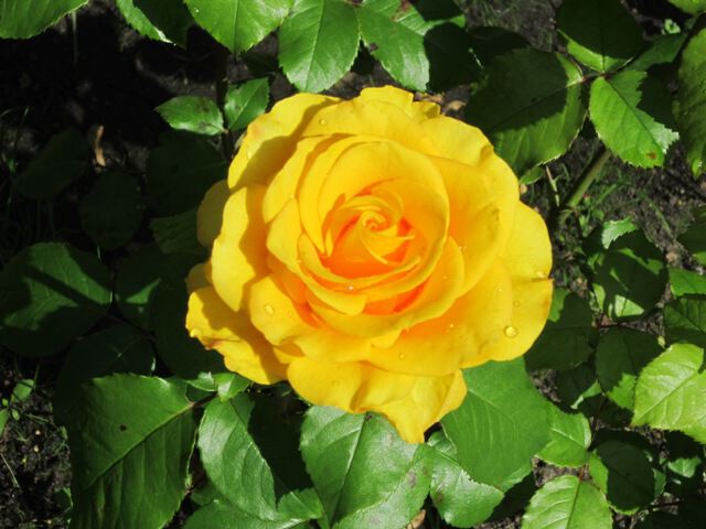 Жёлтая роза - эмблема разлуки