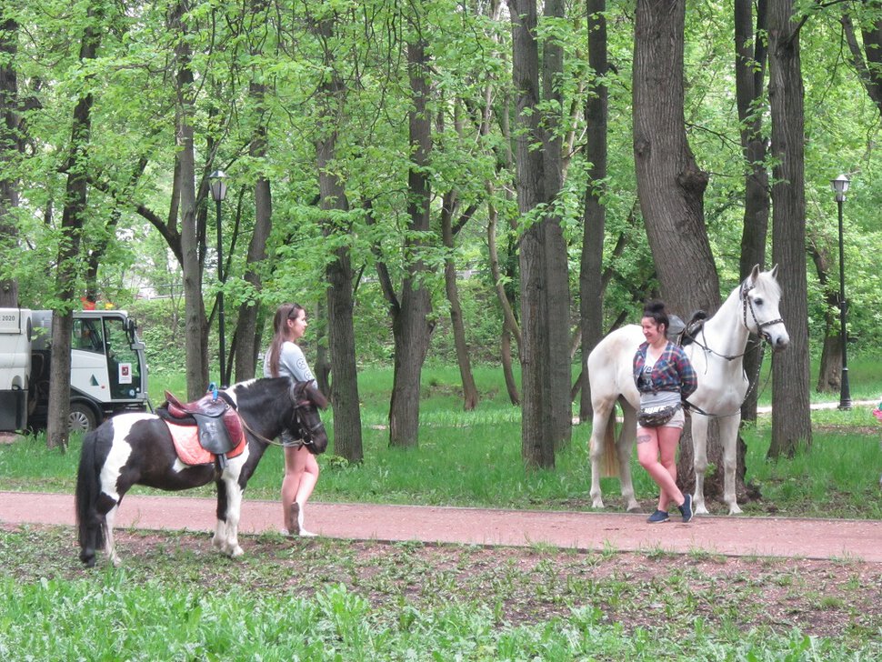 Лошадки в парке