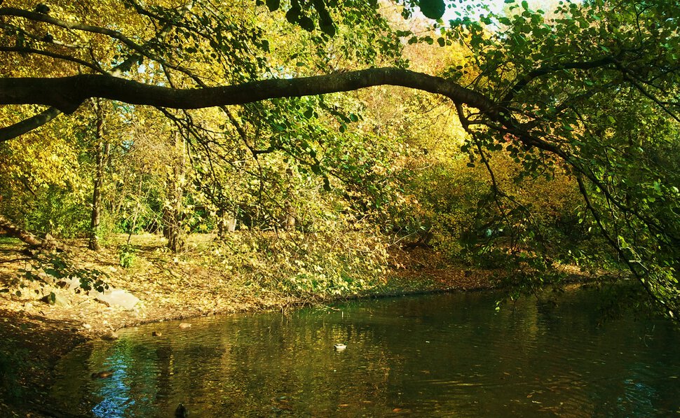 Осень у озерца