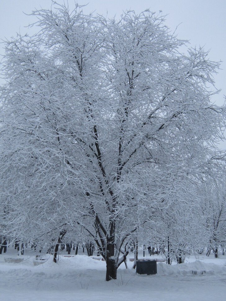 Дерево в зимнем наряде