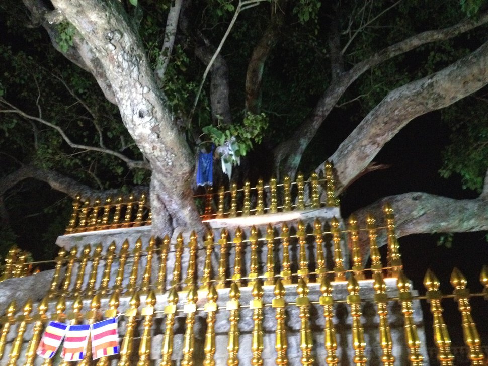 Под деревом Бодхи в одном из древних храмов Шри Ланки