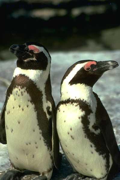 Друзья пингвины