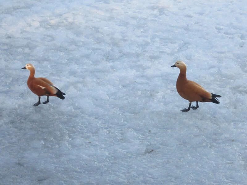 Две утки на льду