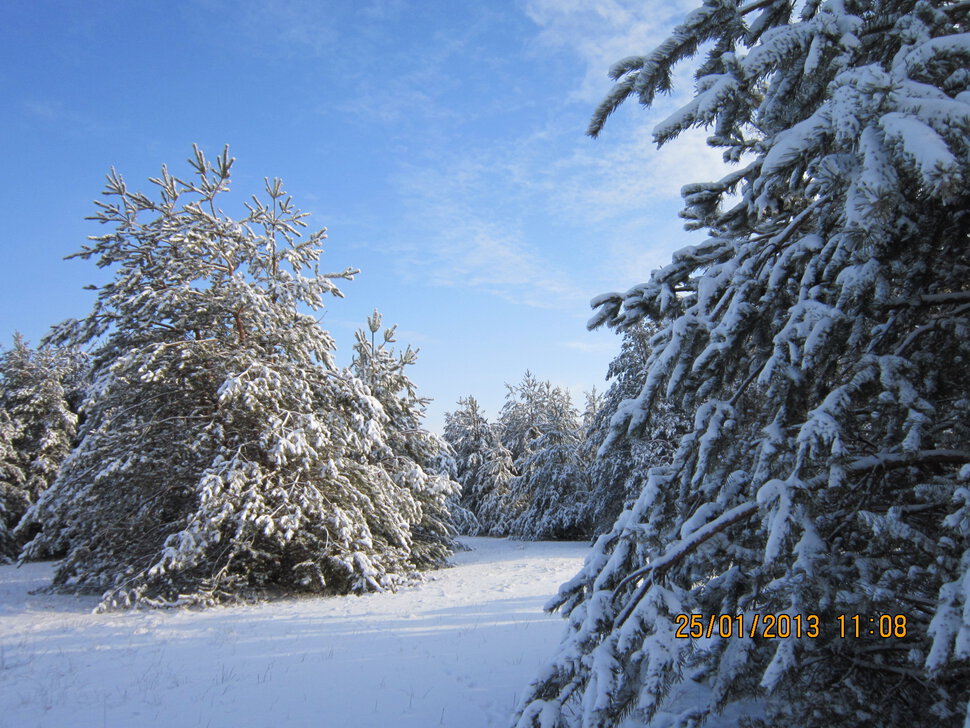 Красавец русский лес в ясную январскую погоду