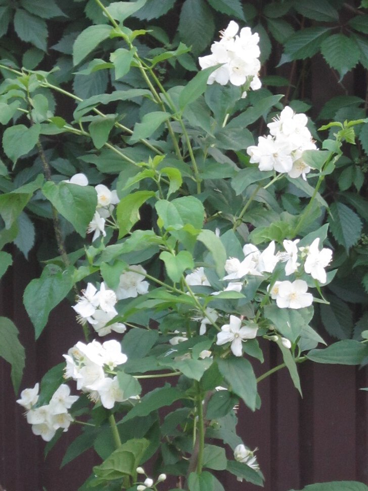 Эти белые цветы