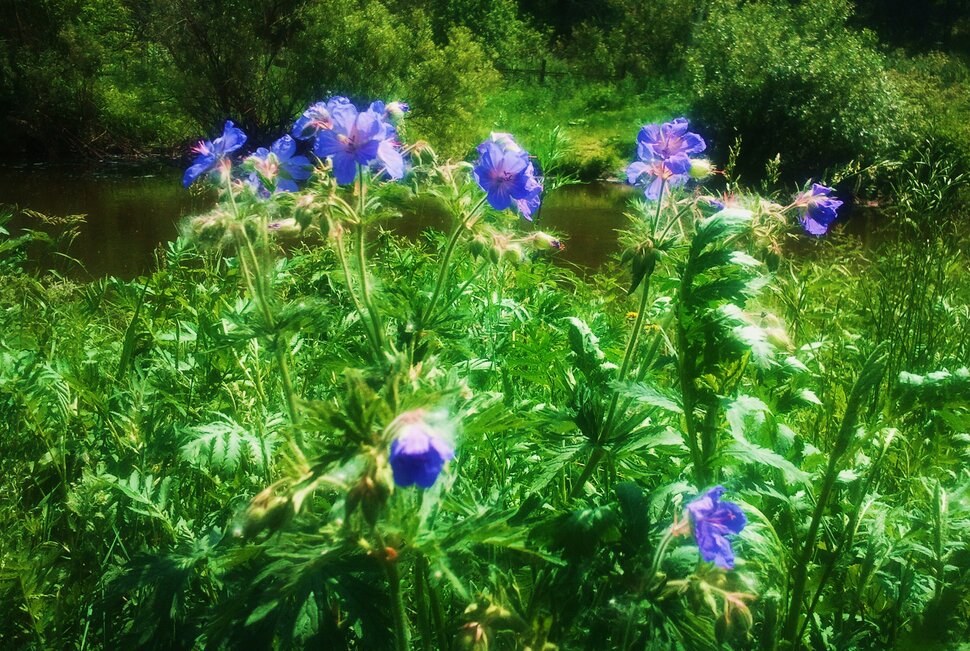 В июньских цветочках у реки