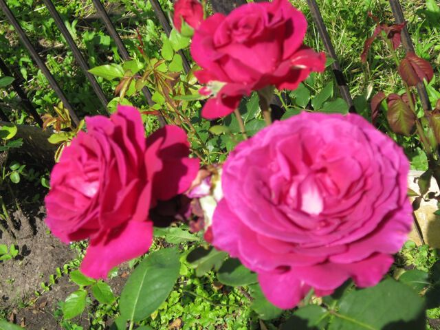 Необычный цвет роз