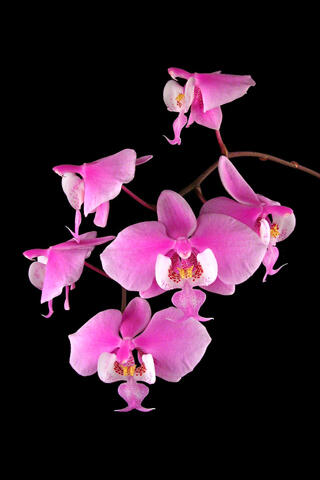 Orchidejos