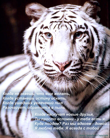 Любовь вечность белый тигр