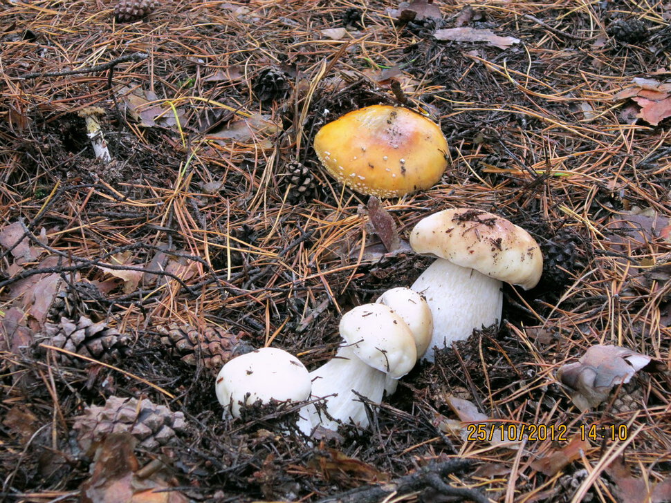 белые грибы и мухомор