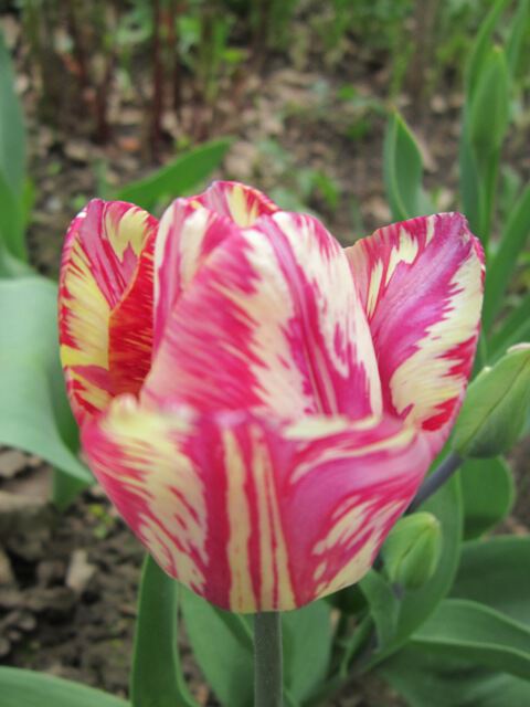 Полосатый тюльпан