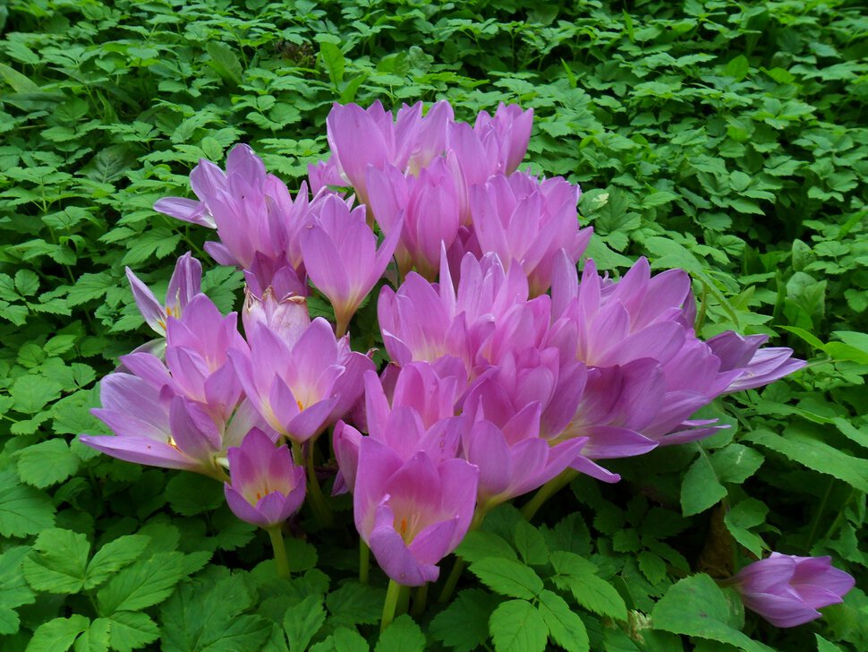 Последние краски осеннего сада-Фиолетовые крокусы