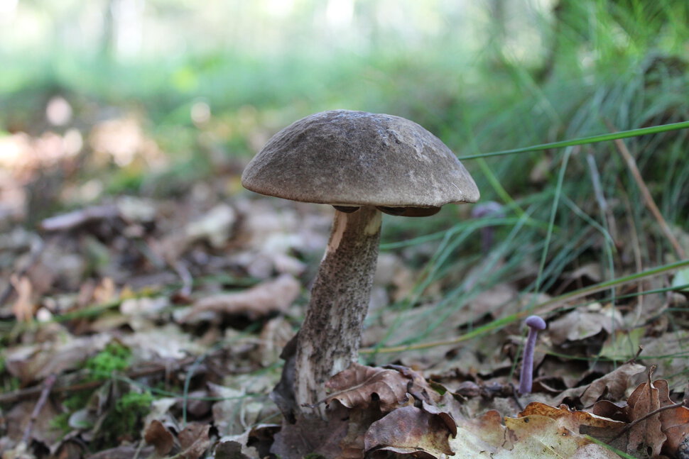 Про грибы осенью