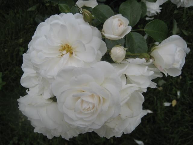 Розы группы Флорибунда