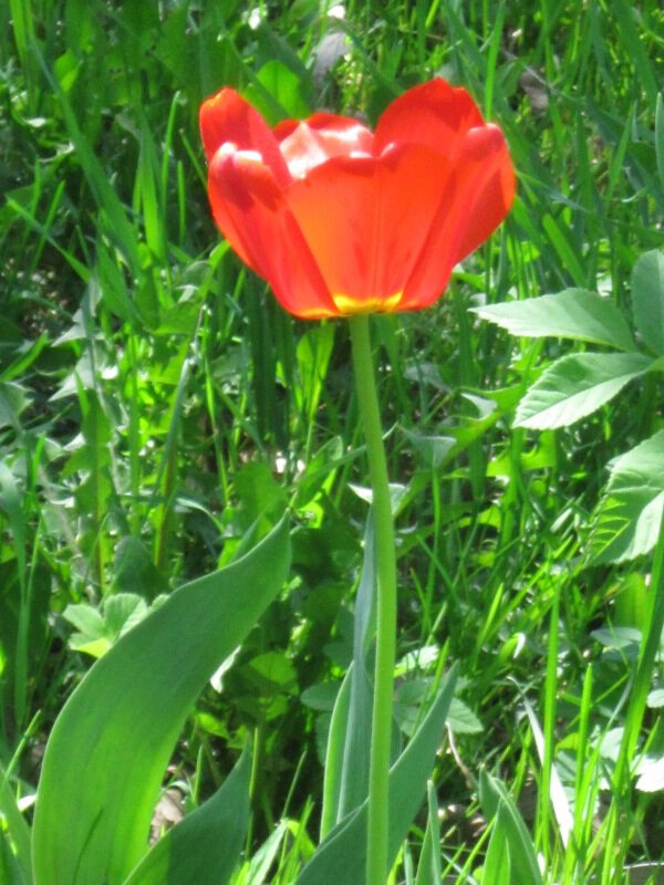 Крымский тюльпан