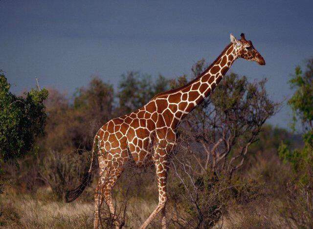 Животное жираф