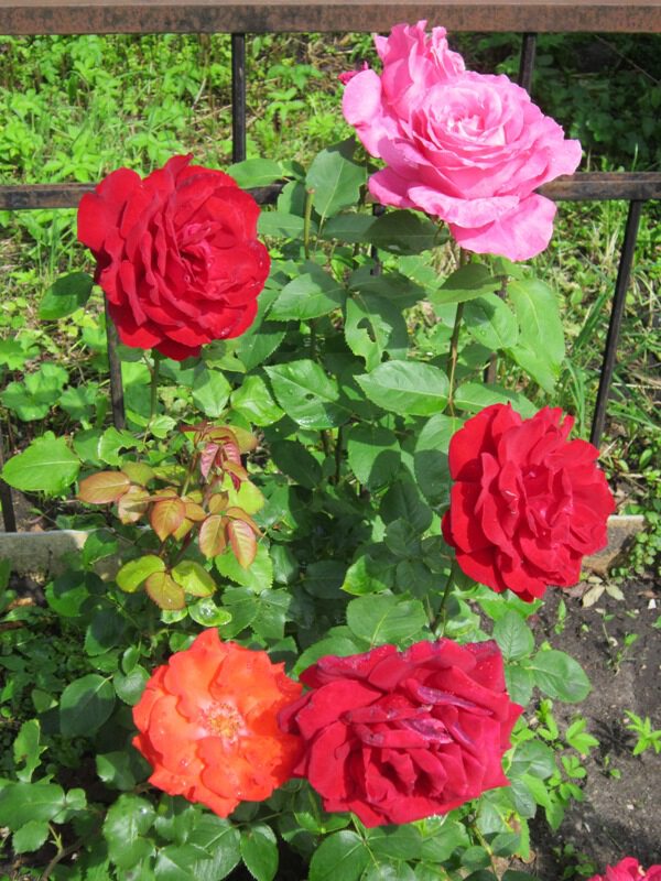 Пять прекрасных роз