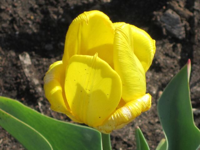 Тюльпан желтый необычный