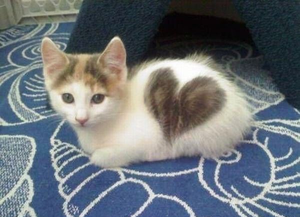Котенок с сердечком