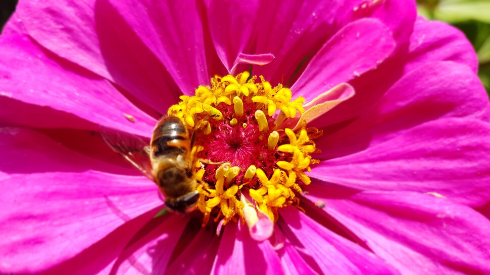 Пчела и циния