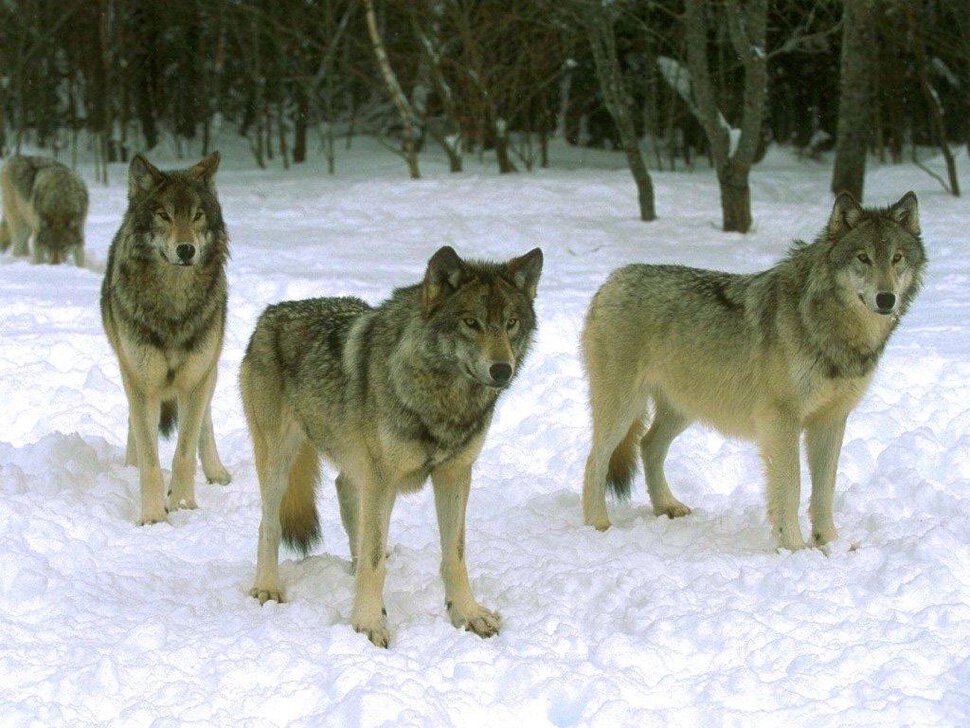 Волки фото