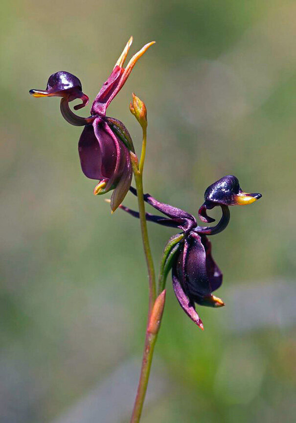Орхидея - Летящая утка