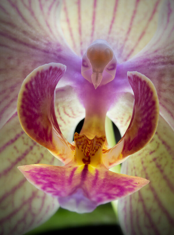 Орхидея - Мотылек