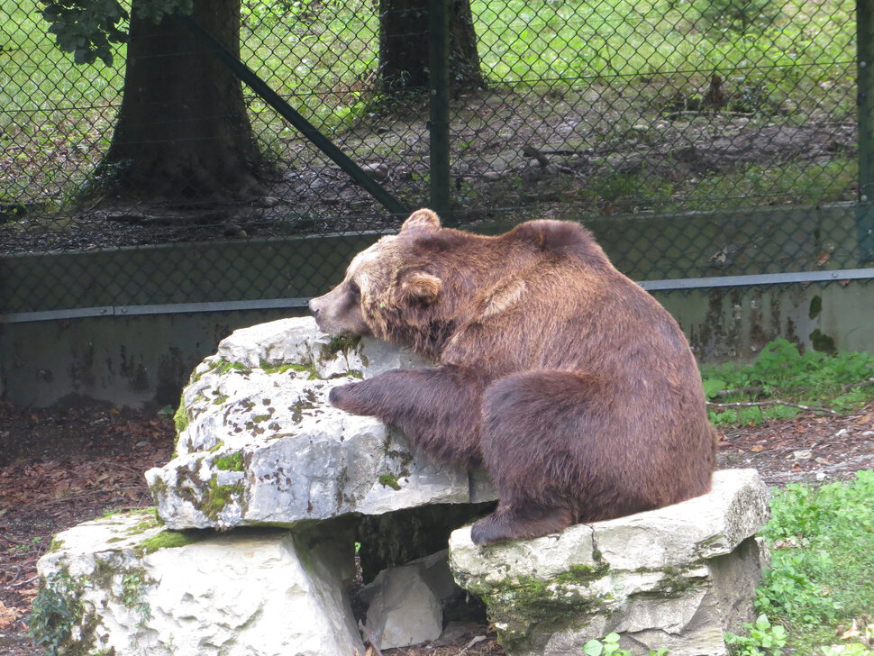 Мечтающие медведи